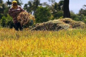 Farmers call for 35% rice tariff, demand Balisacan resignation