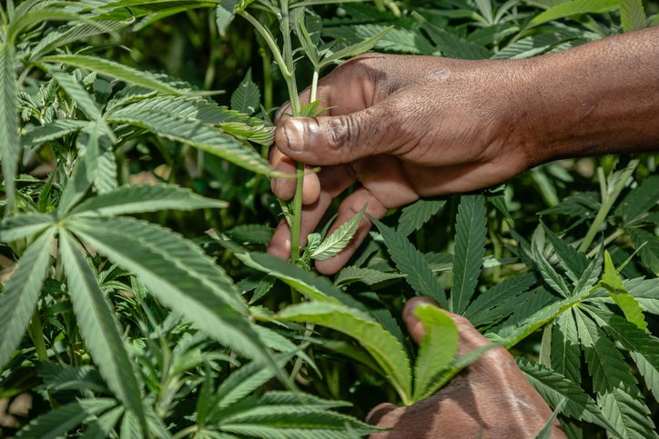 Check Out Our 2026 Father’s Day Cannabis Gift Guide