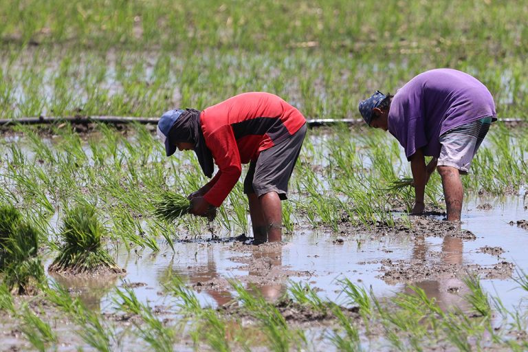 Philippine farm output growth slows in Q2