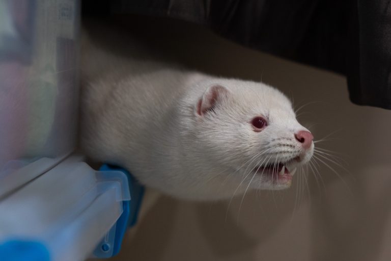 Bird Flu Is Raging on a Mink Farm. It Could Spark a Human Pandemic, Experts Say, but Officials Won’t Act. — ProPublica